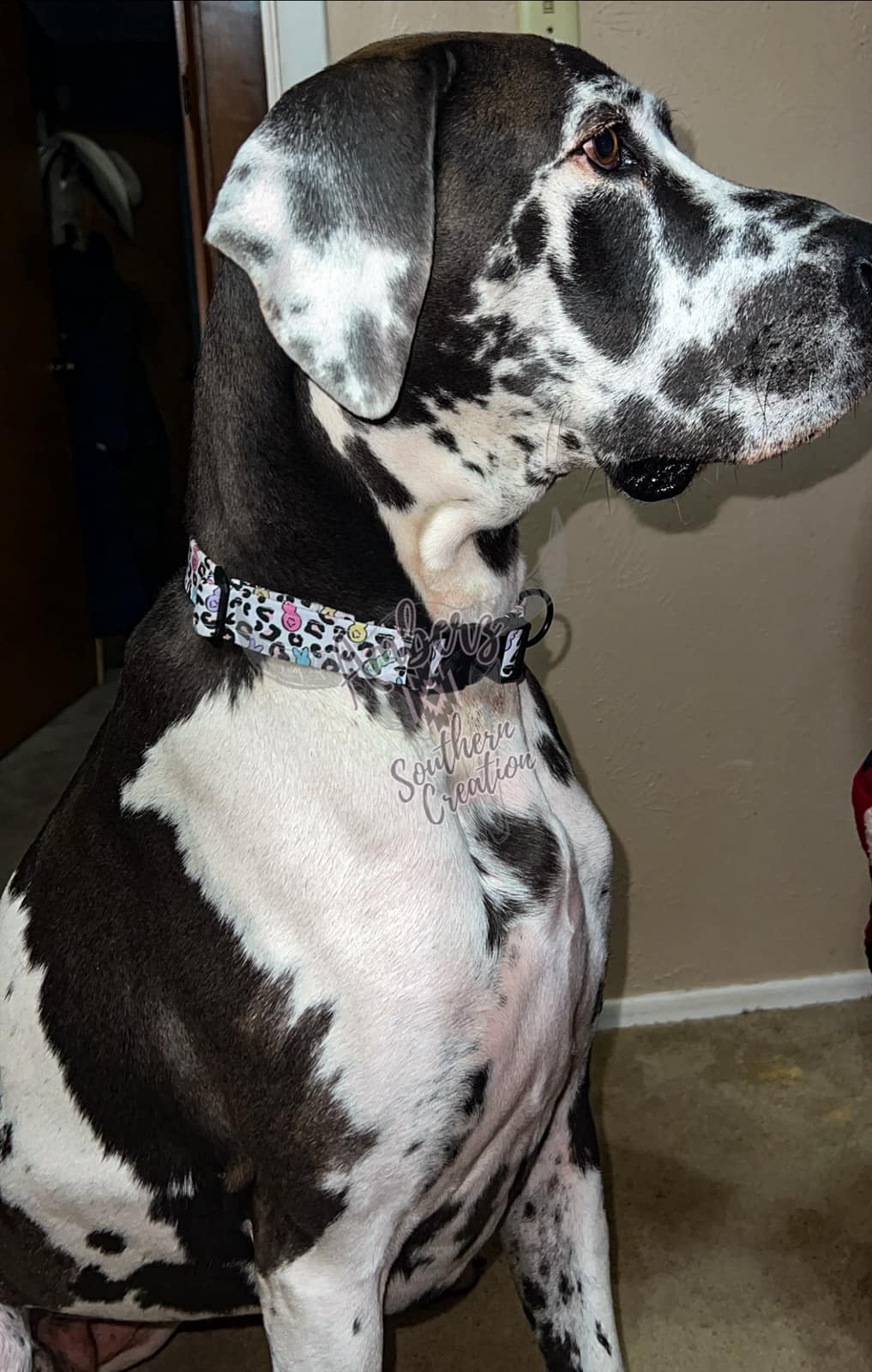 Custom Dog Collar - Listing